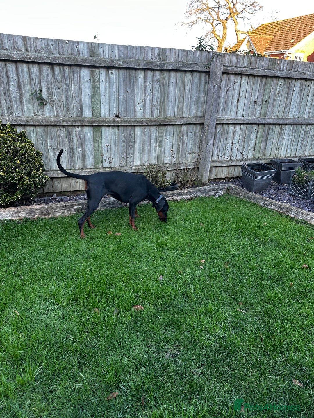 Dobermann dogs for sale: Zeena.   Doberman  - Advert 3