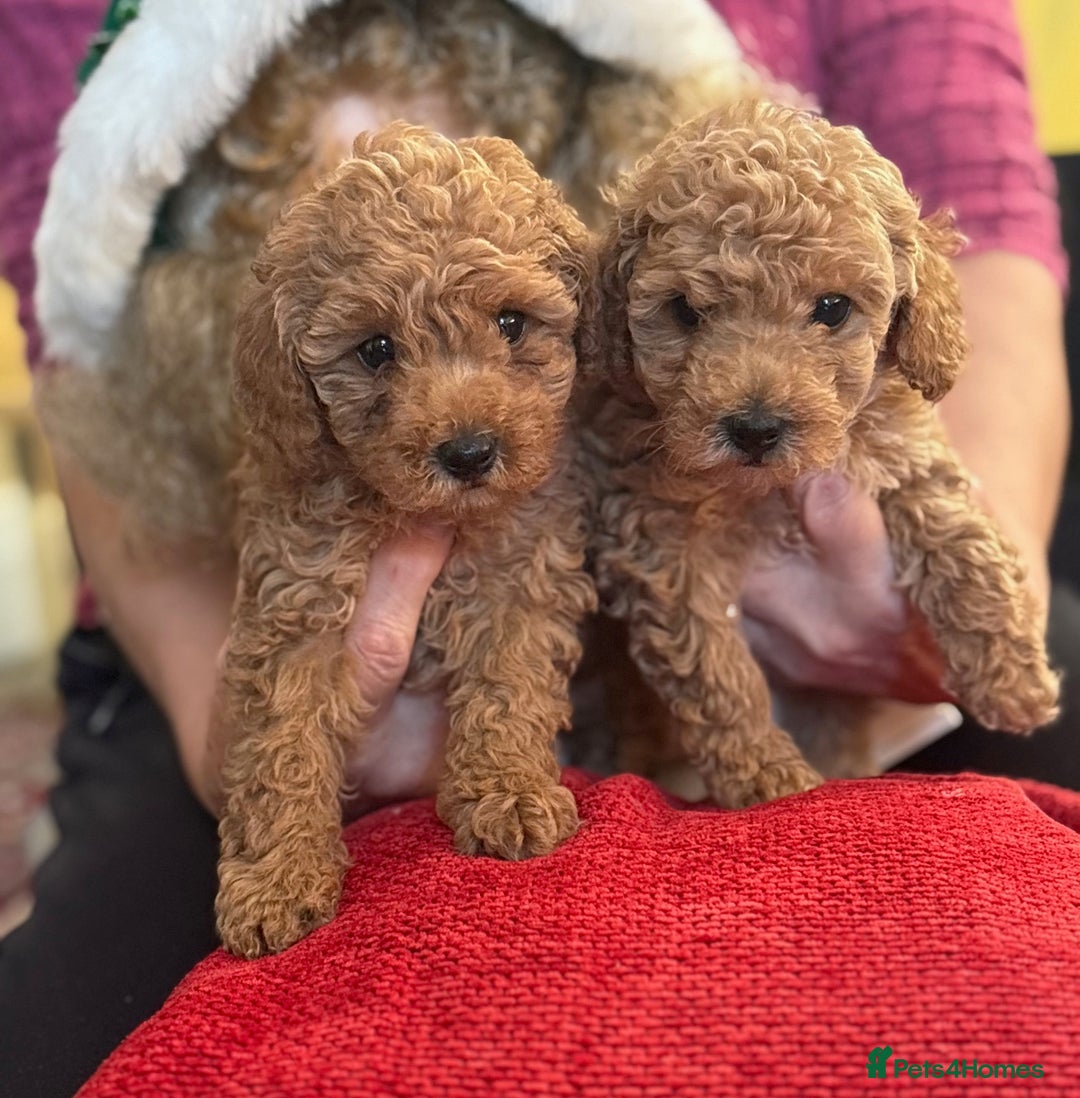Toy Poodle dogs for sale: KC Reg. Mr Sunshine & Miss Scarlett remain ! - Advert 11