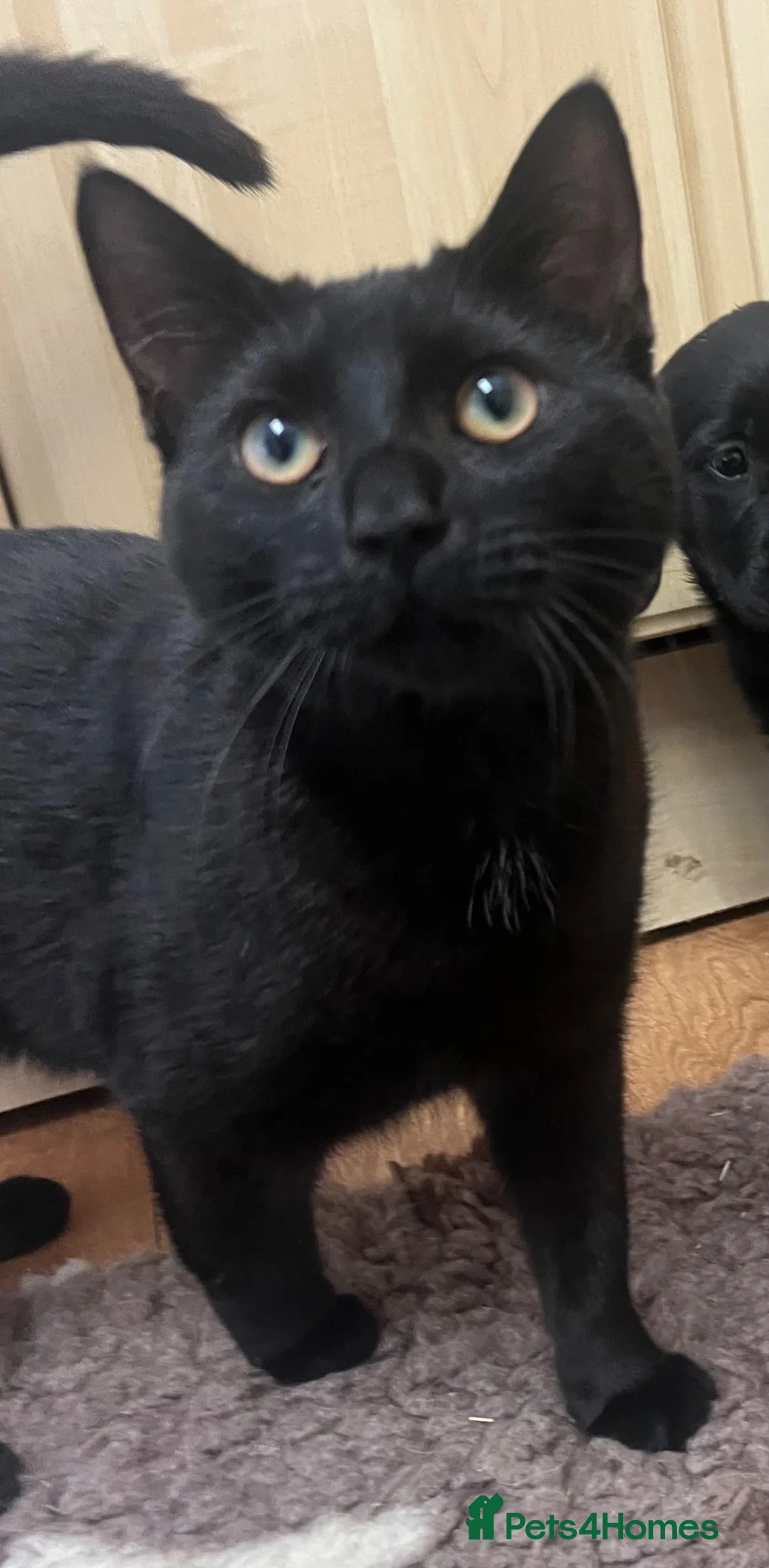 British Shorthair cats for sale: Two gorgeous super friendly cats  - Advert 5