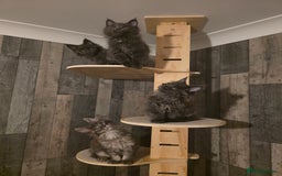 Maine Coon cats for sale: Maine Coon kittens avaliable - Image 8