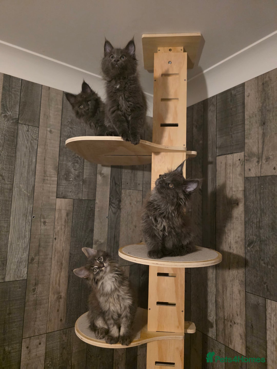 Maine Coon cats for sale: Maine Coon kittens avaliable - Image 8