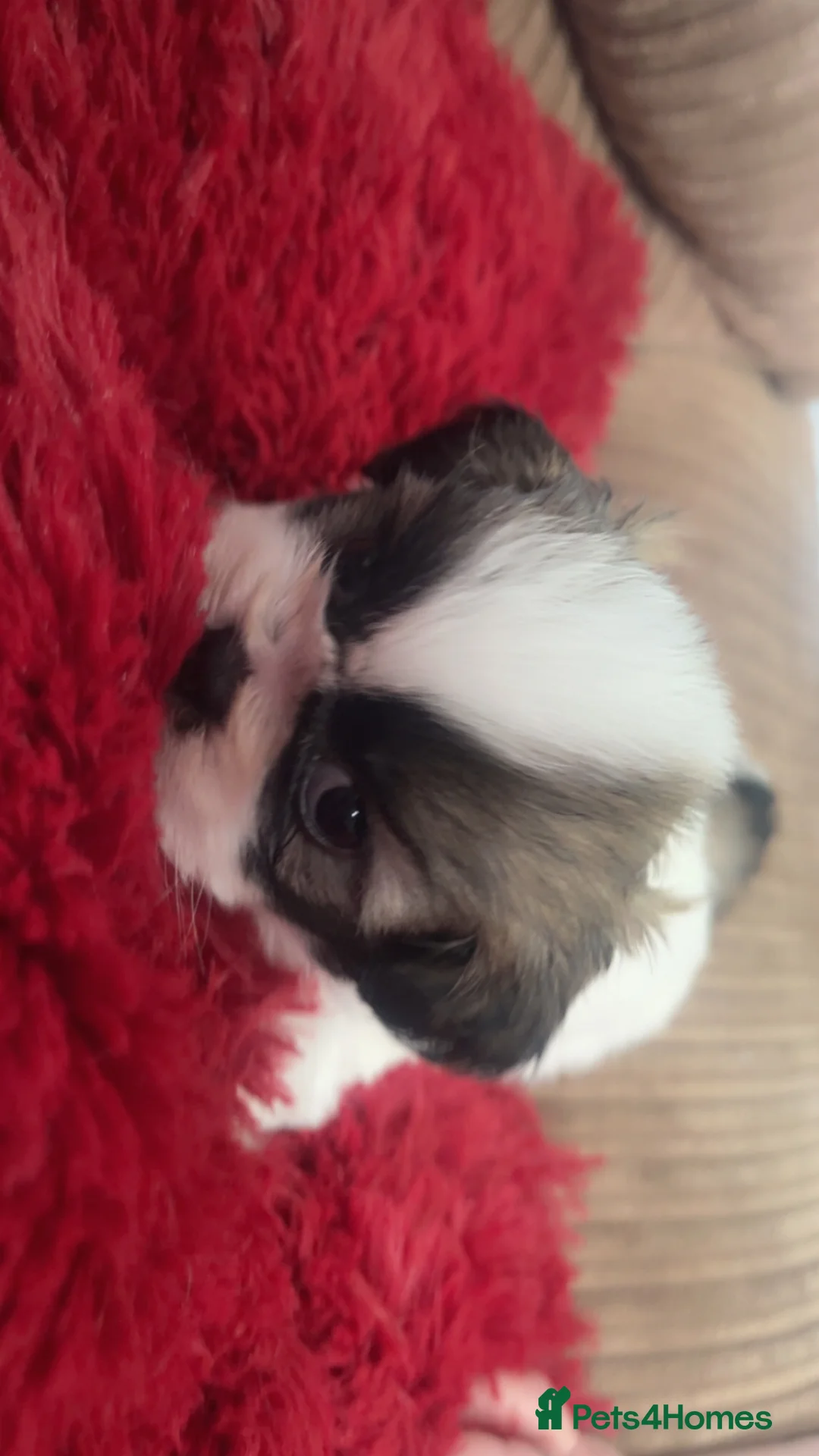 Shih Tzu dogs for sale: Beautiful litter of puppy’s  - Advert 19