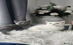 Scottish Fold cats for sale:  Beautiful Scottish Fold Kittens × 2 Males - Image 13