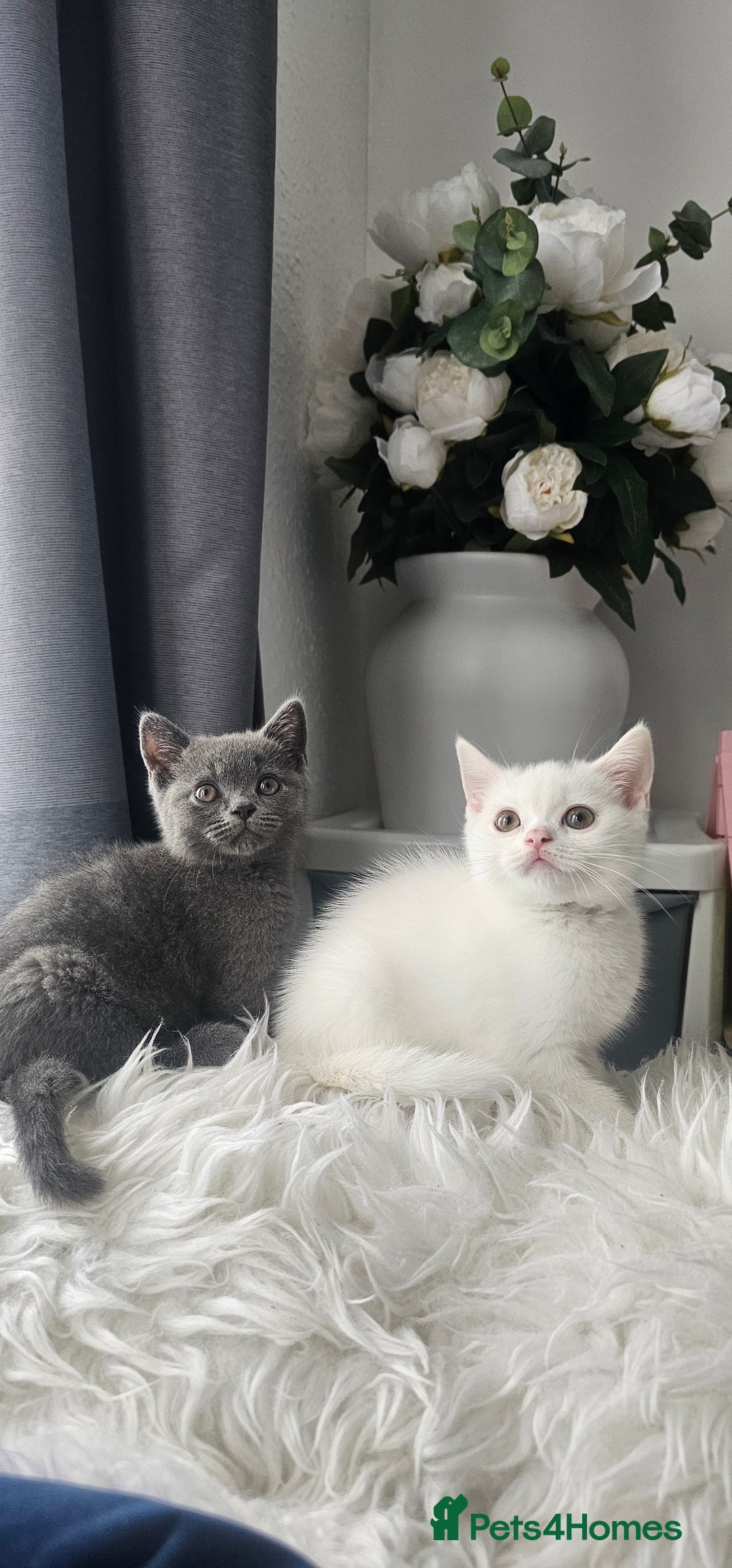 Scottish Fold cats for sale:  Beautiful Scottish Fold Kittens × 2 Males - Image 13