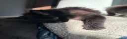 Maine Coon cats for sale: Stunning litter of pure bred Maine Coon kittens - Advert 21