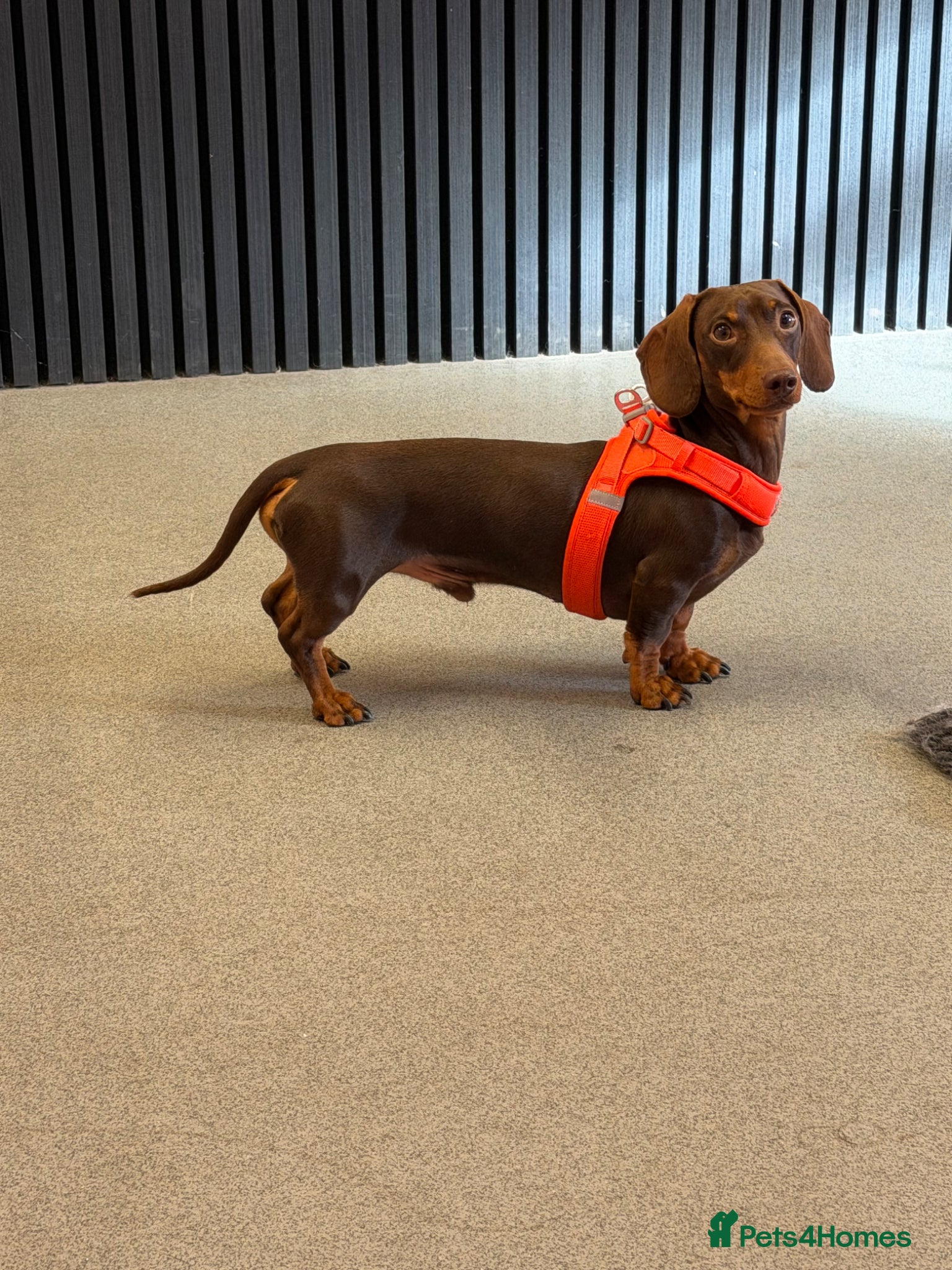 Dachshund dogs Chocolate and tan miniature dachshund for stud - Advert 1