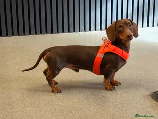 Dachshund dogs Chocolate and tan miniature dachshund for stud - Advert 1