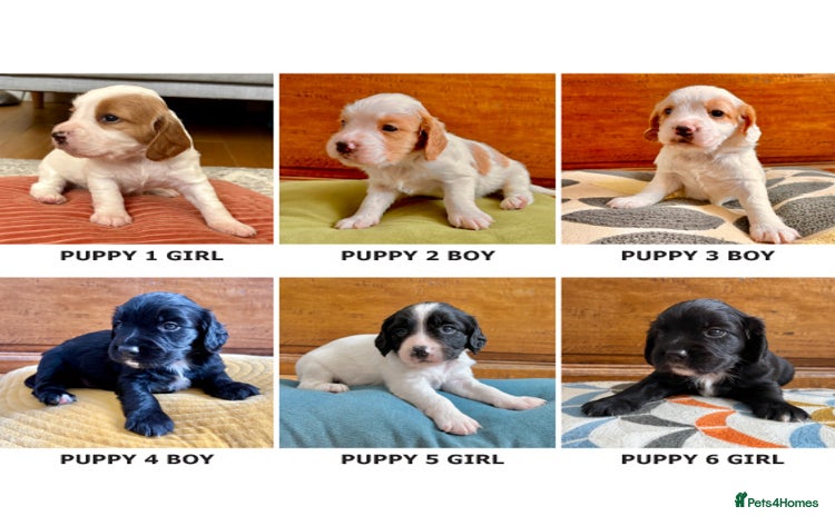 Sprocker dogs - Advert 6