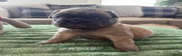 French Bulldog dogs for sale: 2 lovely Boys available Fluffy Frenchbulldogs in London - Advert 8