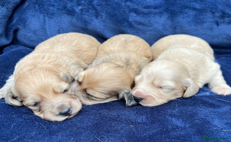 Miniature Dachshund dogs - Advert 2