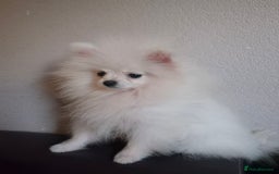 Pomeranian dogs for sale: Pomeranian white girl  - Image 1