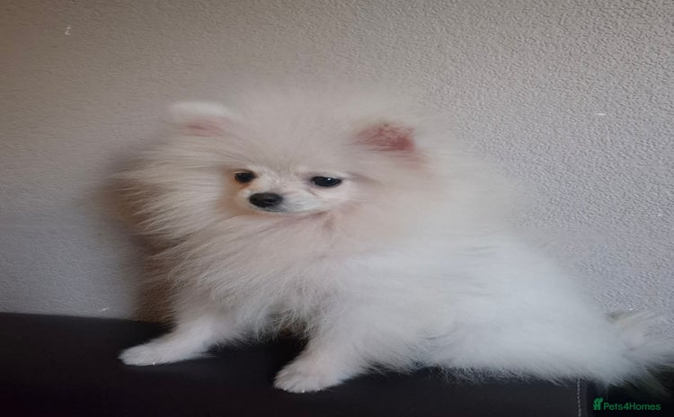 Pomeranian dogs - Advert 1