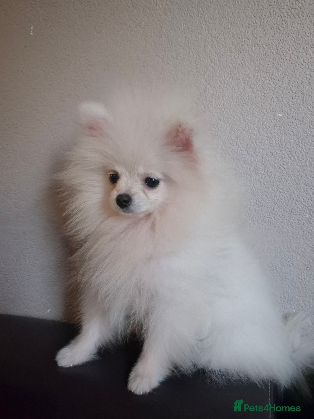 Pomeranian dogs for sale: Pomeranian white girl  - Image 1