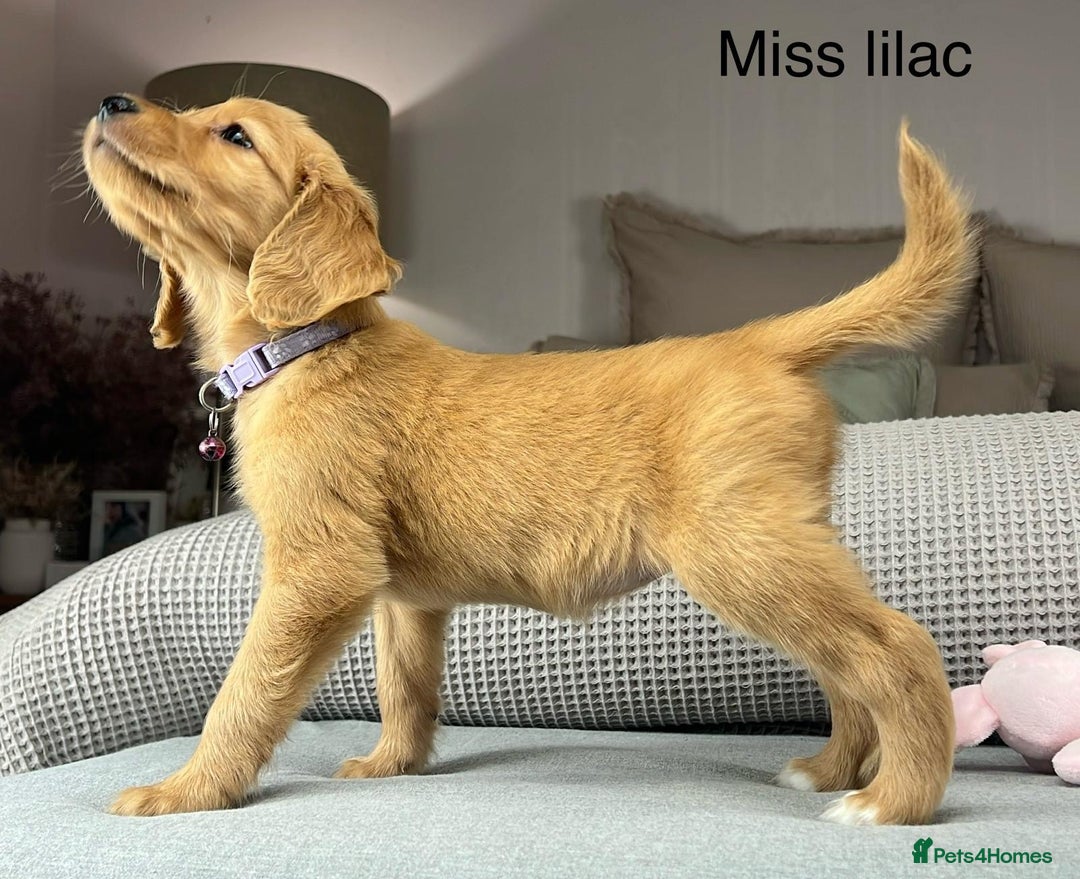 Goldendoodle dogs for sale: Hereditary clear mum. Fully hip elbow and DNA Dad. - Image 20