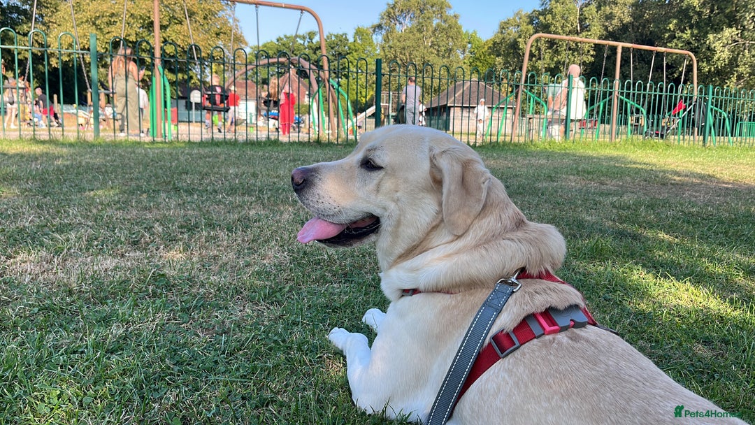 Labrador Retriever dogs for sale: Hugo - 5 - Advert 5