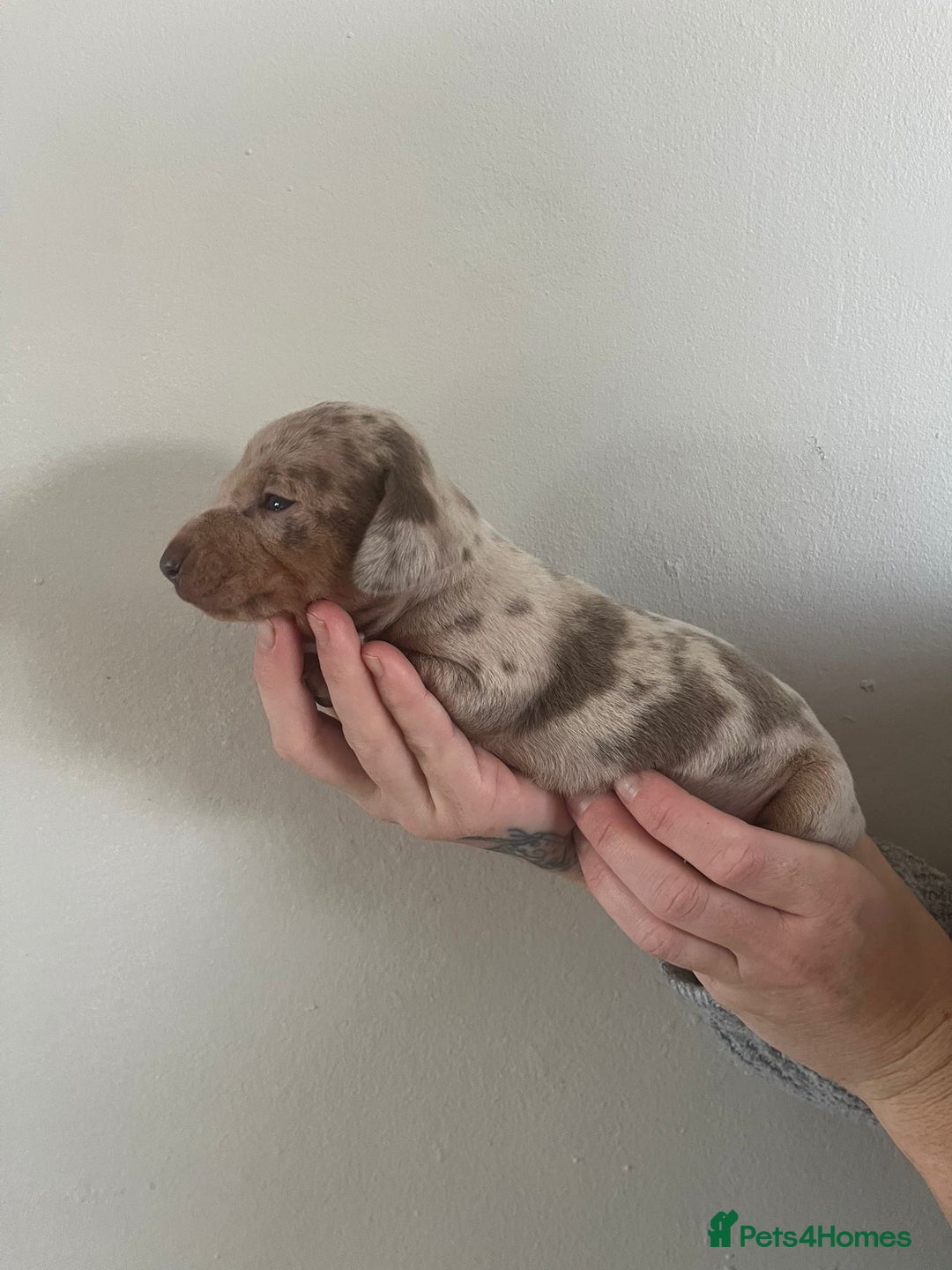 Miniature Dachshund dogs for sale: Stunning litter of mini dachshunds  - Advert 5