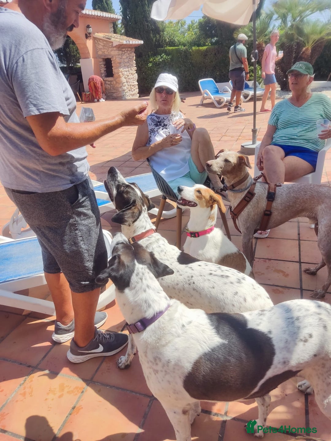 Pointer dogs for adoption: Coco and Luna - Advert 6