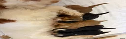 Cocker Spaniel dogs for sale: Stunning litter of show cocker puppies  in Kidwelly - Advert 28
