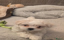 Maltese dogs for sale: Absolutely adorable Maltese girl  - Image 14