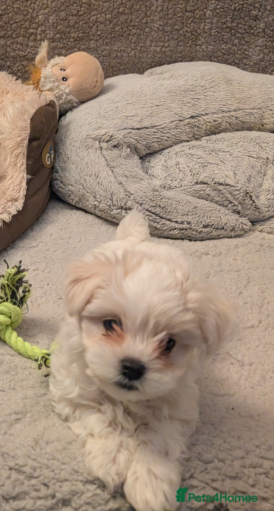 Maltese dogs for sale: Absolutely adorable Maltese girl  - Image 14