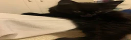 British Shorthair cats for sale: British shorthair blue (cross) kitten - Advert 25