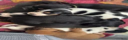 Mixed Breed dogs for sale: 8 beautiful frenchie cross cocker spaniels  in Blackpool - Advert 1
