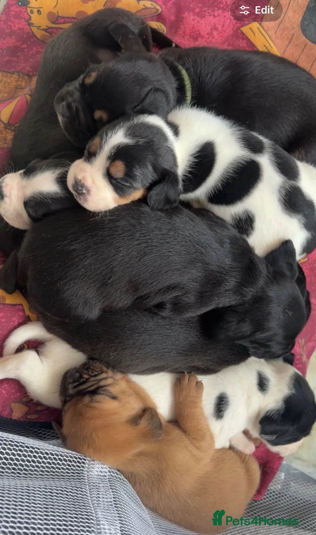 Mixed Breed dogs for sale: 8 beautiful frenchie cross cocker spaniels  in Blackpool - Advert 1