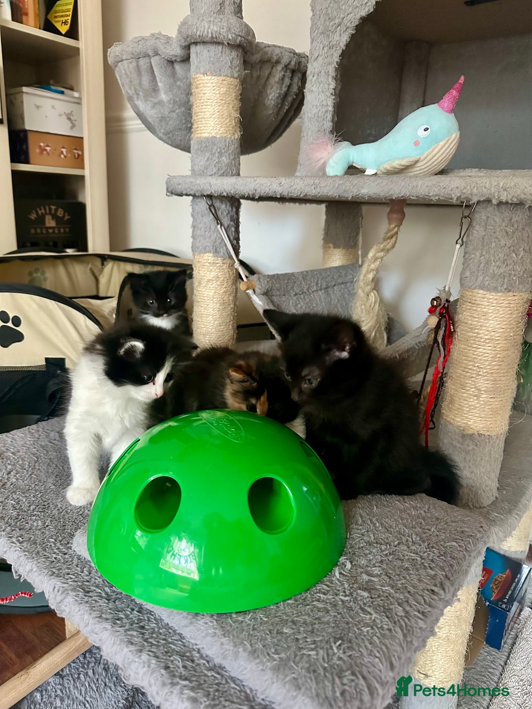 Mixed Breed cats for sale: 4 Beautiful Fluffy Kittens 3males & 1female 😻 - Image 3