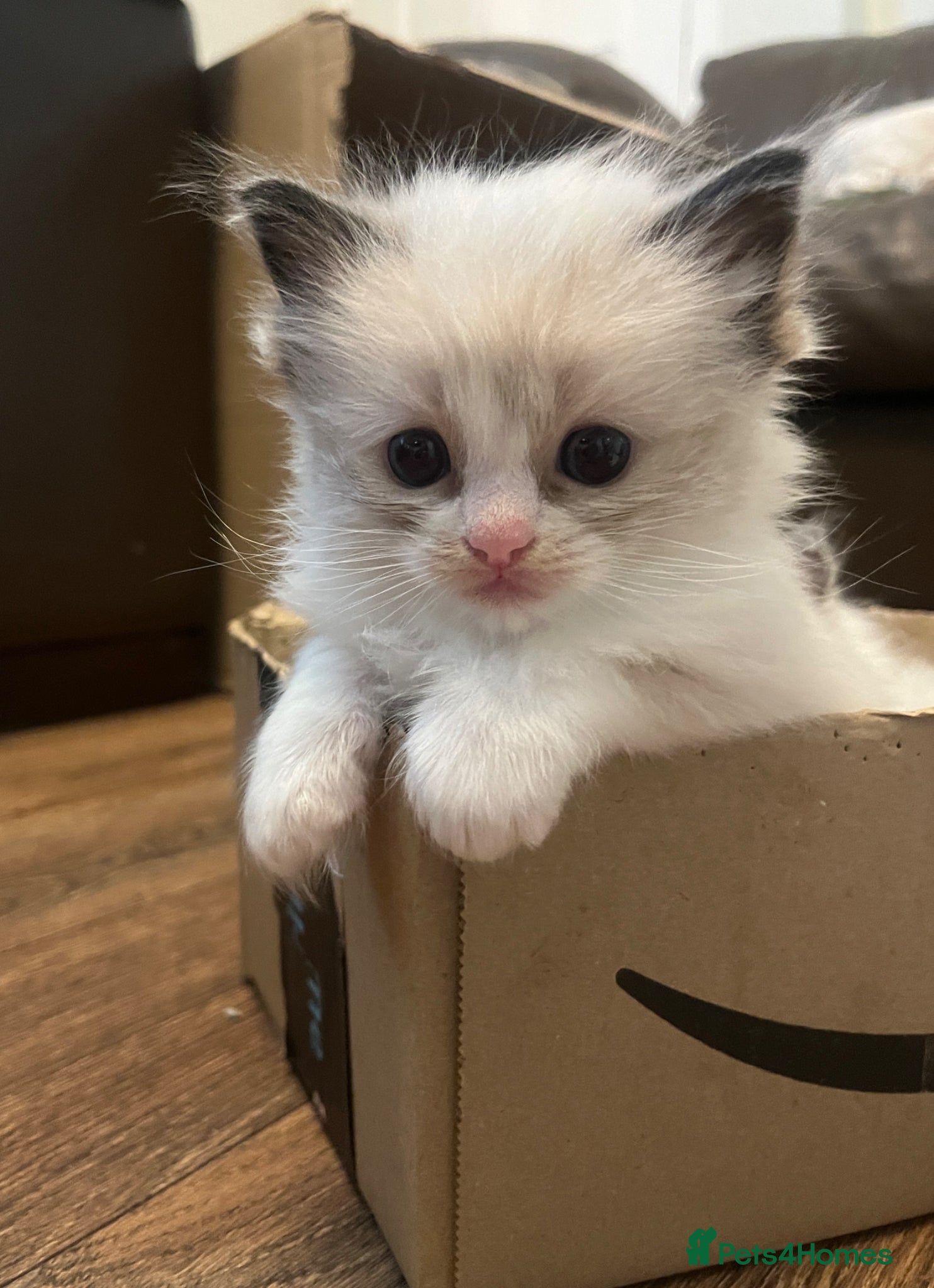 Ragdoll cats for sale: GCCF Registered Ragdoll Kittens  - Advert 13