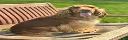Cocker Spaniel dogs for sale: KC reg Show-type Chocolate & Choc Sable puppies in Brecon - Advert 33