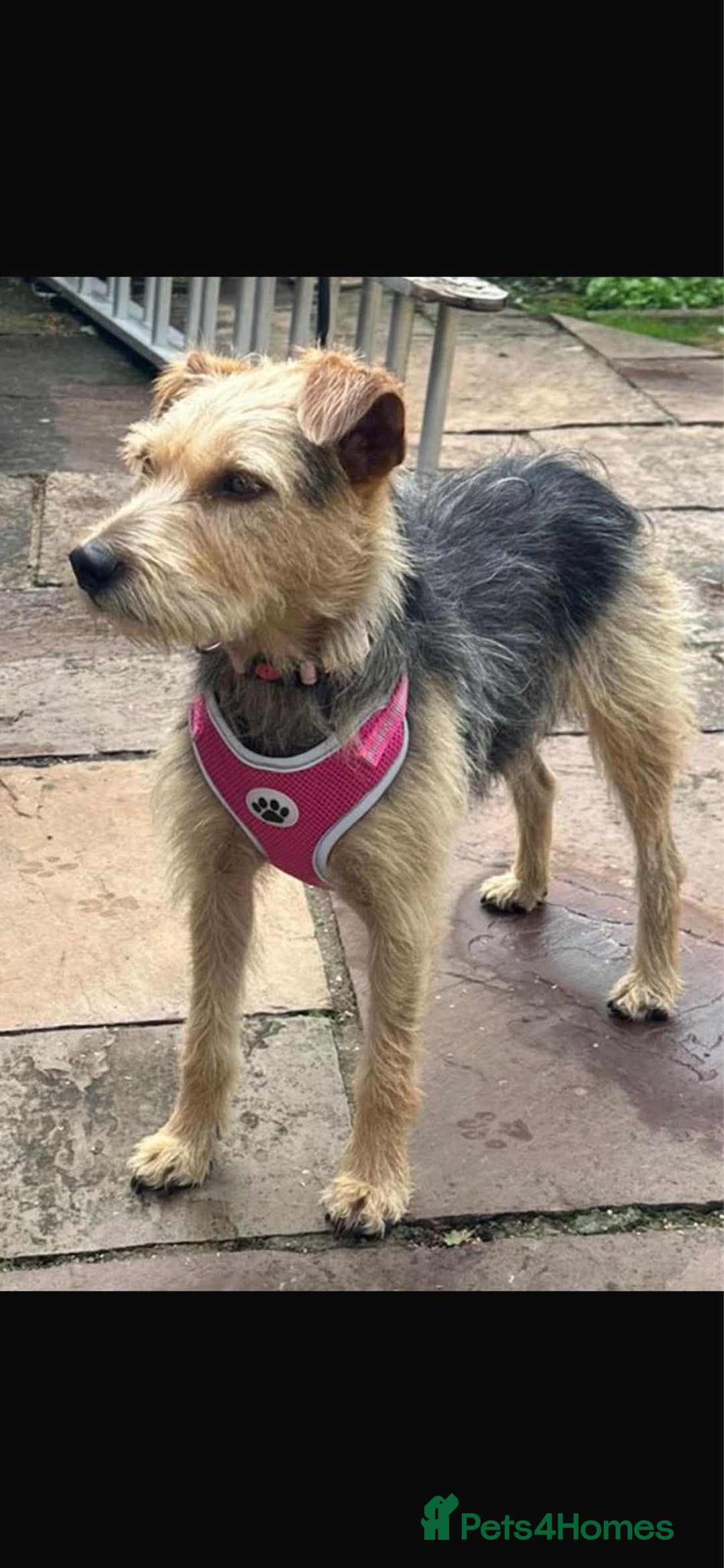 Mixed Breed dogs for adoption: Sweet Trixie Needs LOVE - Image 16