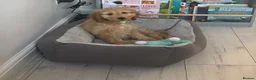 Cockapoo dogs for sale: Male cocker poo in Cheadle - Advert 1