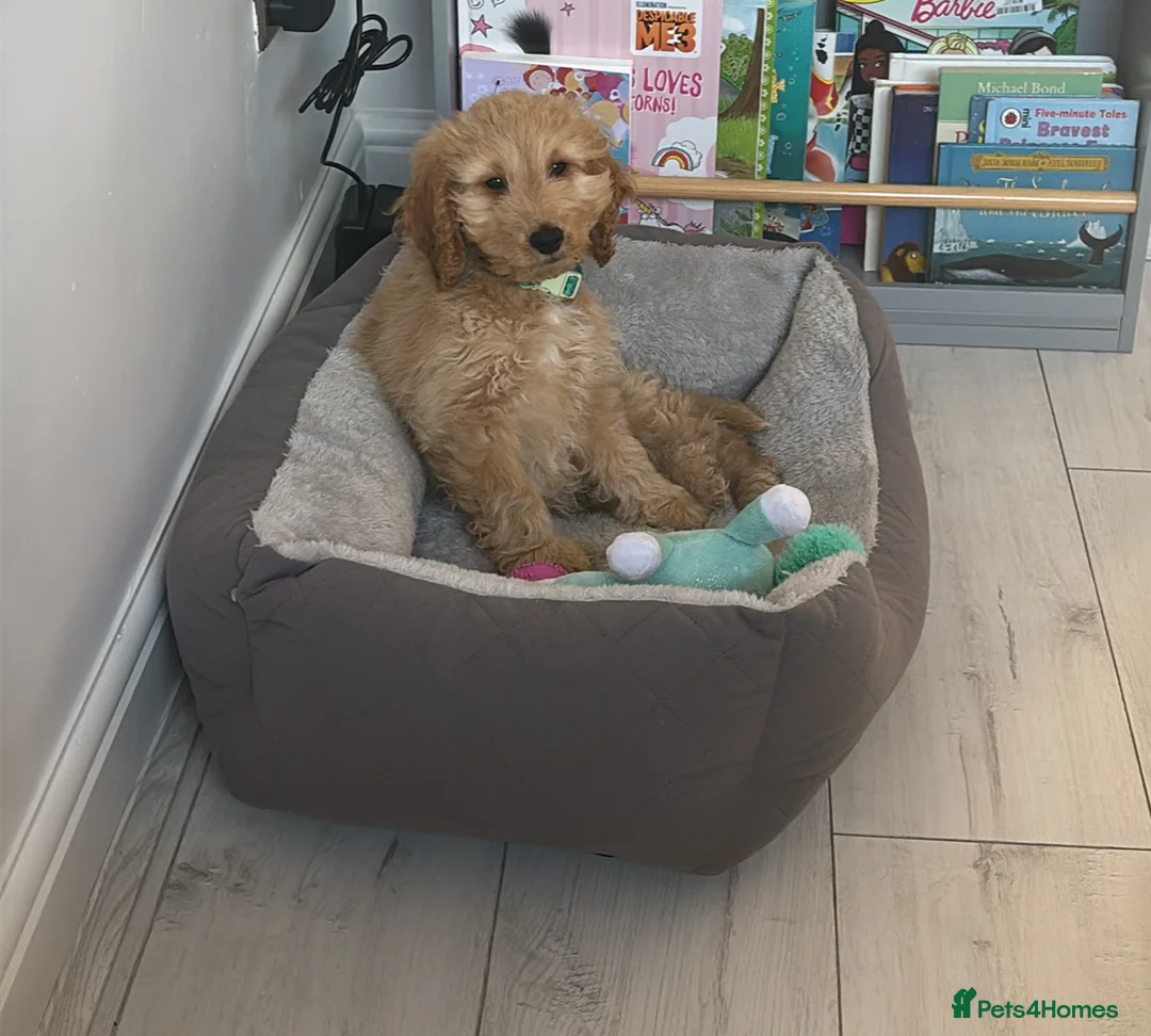 Cockapoo dogs for sale: Male cocker poo in Cheadle - Advert 1