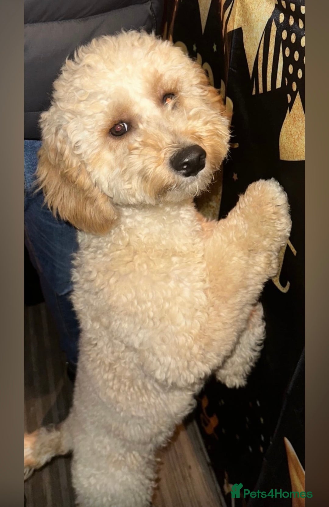 Mini Goldendoodle dogs for sale: Miniature Goldendoodle Puppies - Merle available  - Advert 7