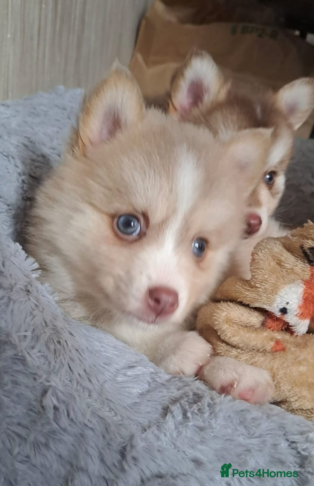 Pomsky dogs for sale: 3 Boys leftStunning Blue eyed F4 Pomsky pups - Advert 37