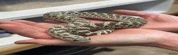 Snake reptiles for sale: Ten x Hog Nose Snakes Various Colour Morphs  in Swaffham - Advert 13