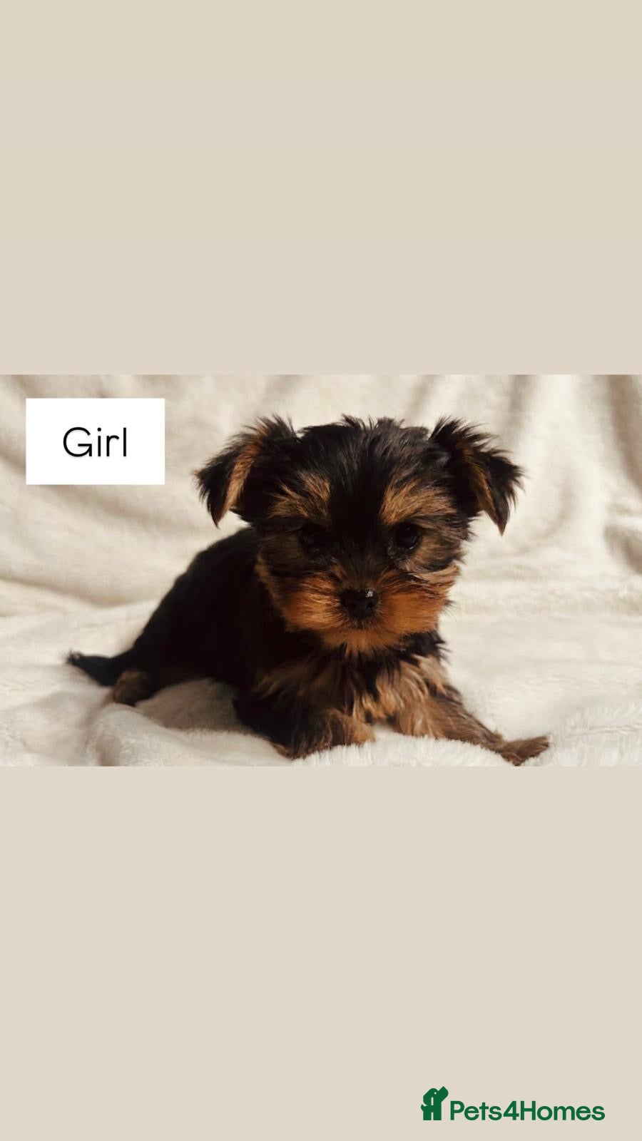Yorkshire Terrier dogs Gorgeous Yorkshire terrier puppies - Advert 4