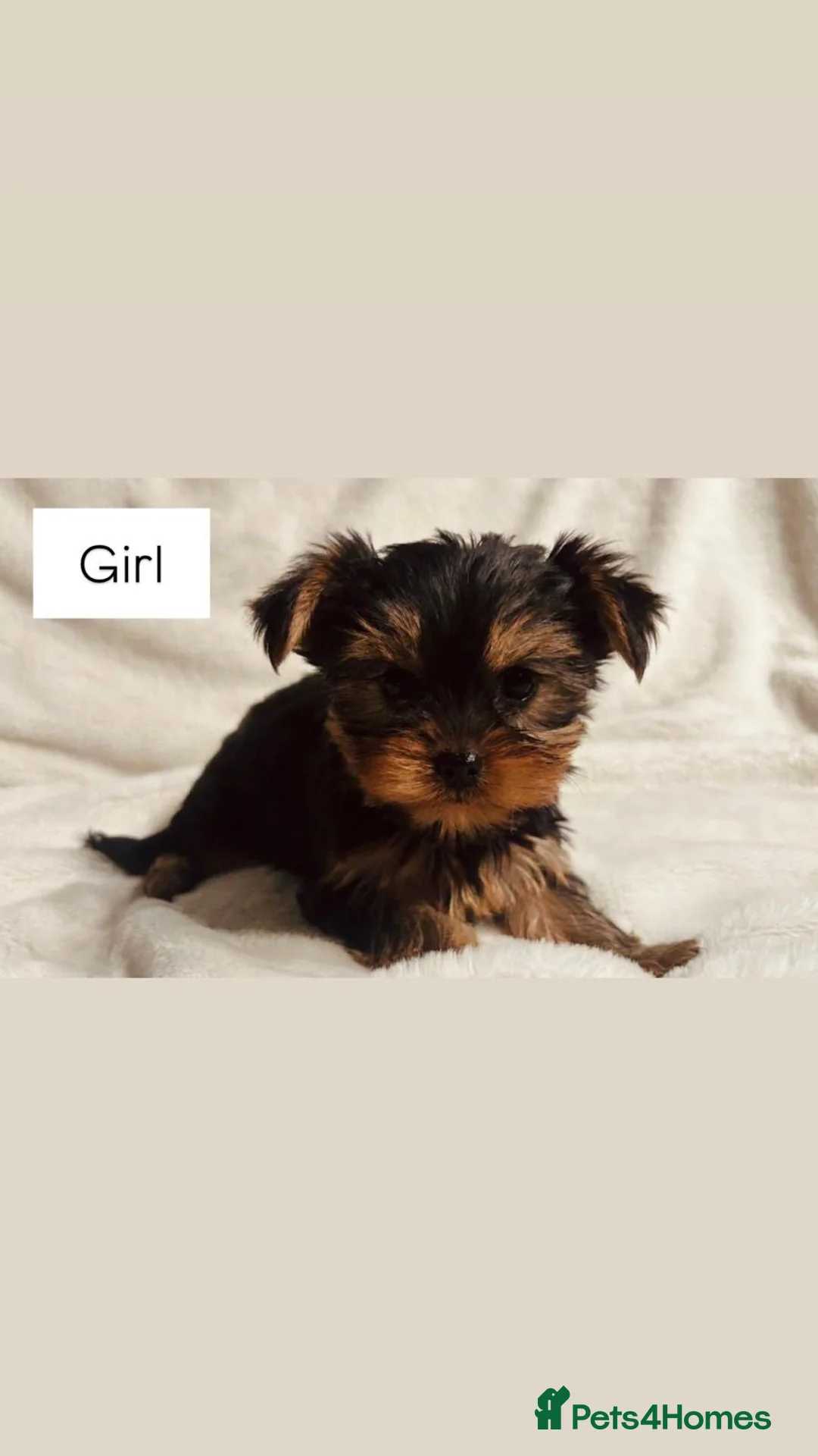 Yorkshire Terrier dogs for sale: Gorgeous Yorkshire terrier puppies - Advert 1