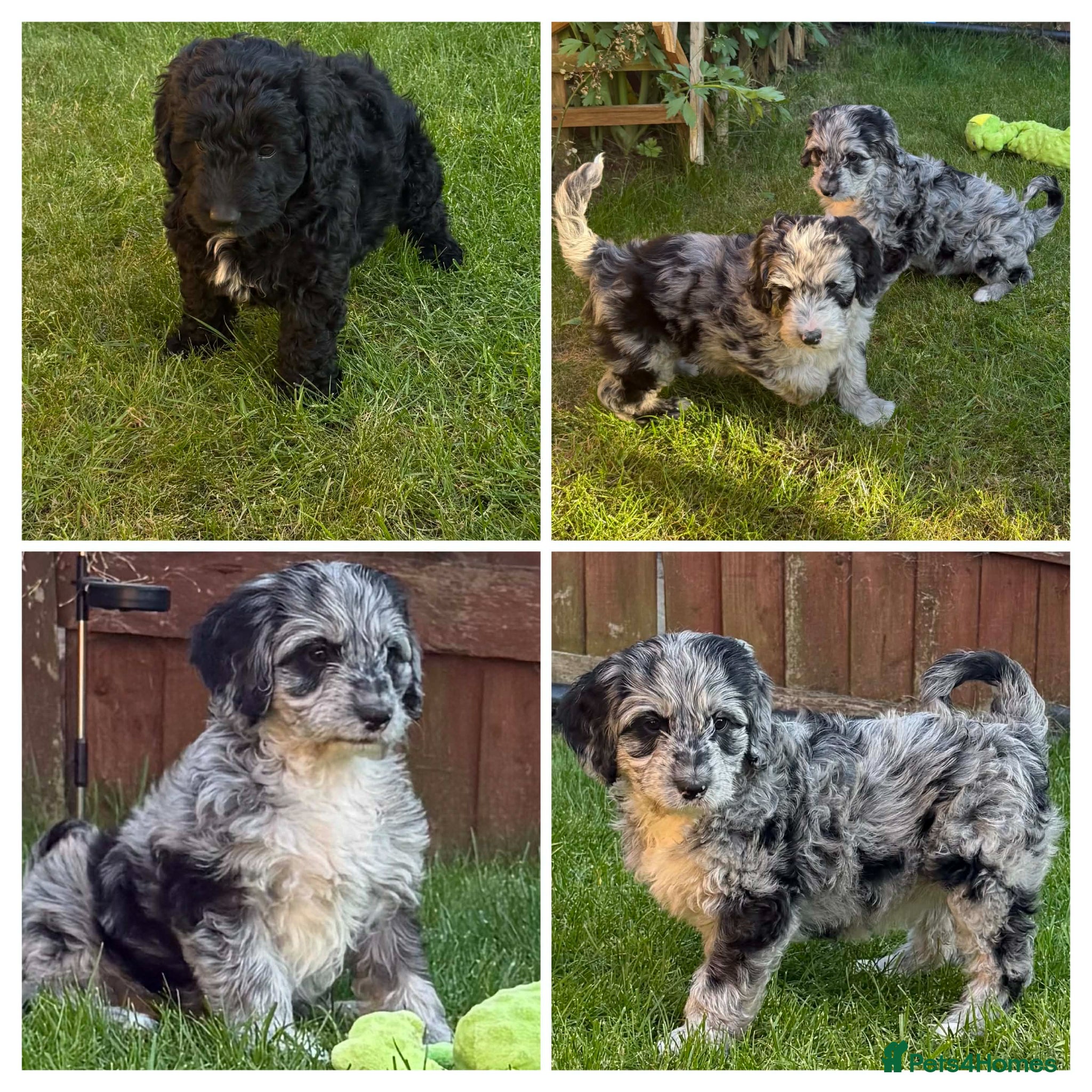 Australian Labradoodle dogs 1 girls 2 boy  AUSTRALIAN LABRADOODLE  - Advert 2