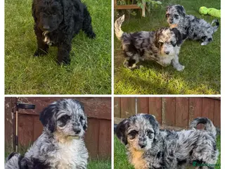 Australian Labradoodle dogs 1 girls 2 boy AUSTRALIAN LABRADOODLE - Advert 2