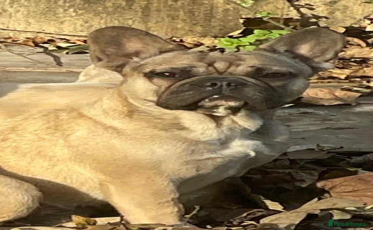 French Bulldog dogs - Advert 7