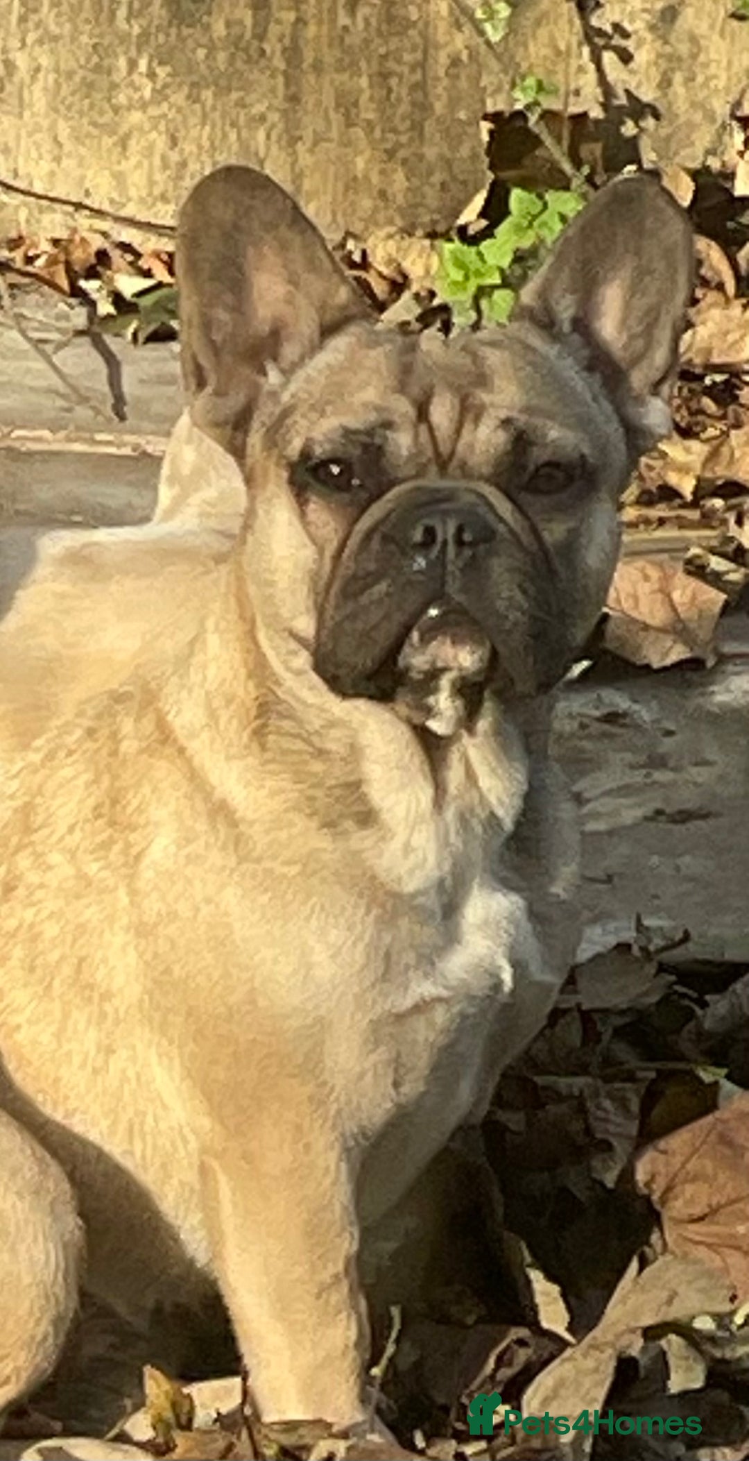 French Bulldog dogs for sale: KC REGISTERED HEALTH TESTED FRENCH BULLDOG  - Image 1