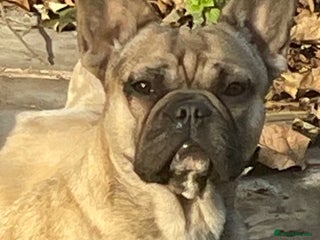 French Bulldog dogs - Advert 30