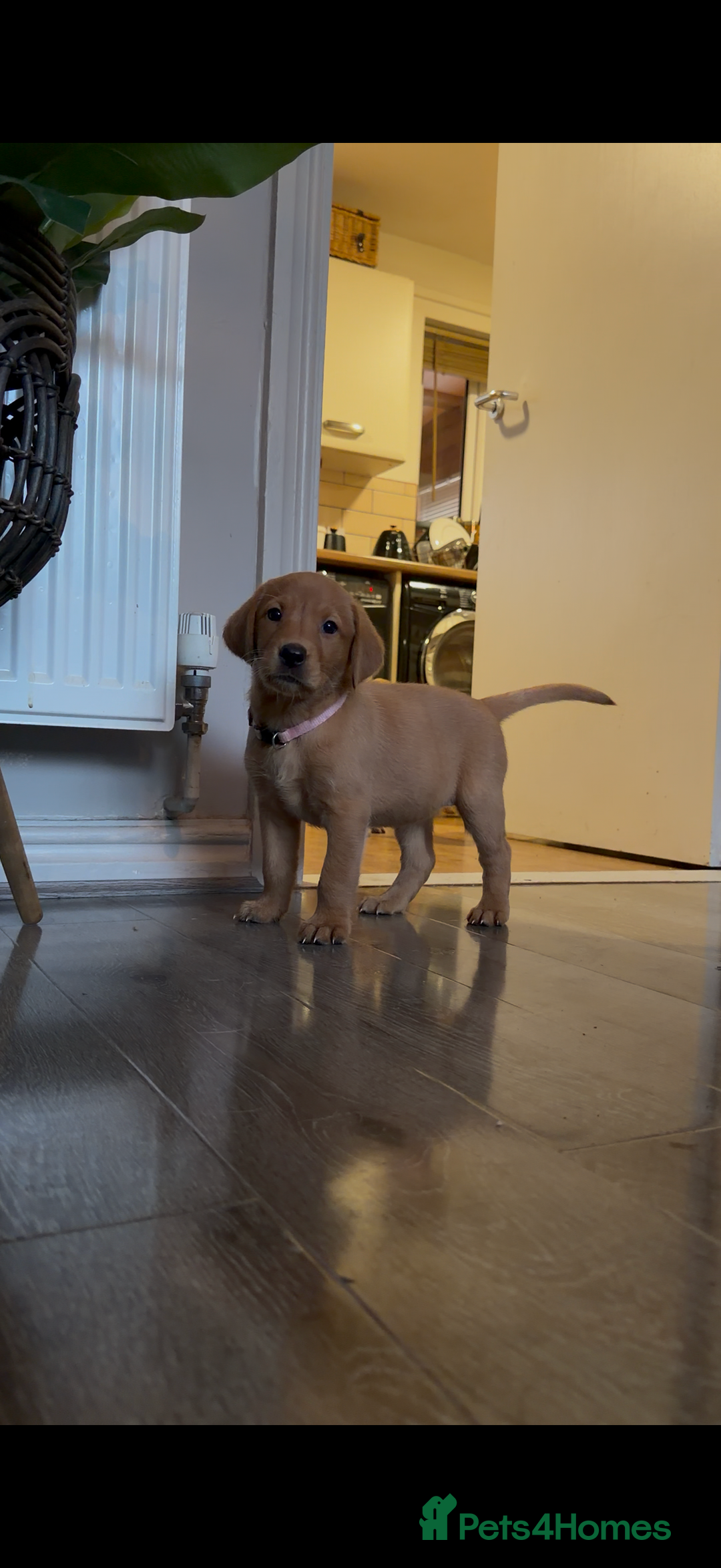 Labrador Retriever dogs for sale: Fox Red Labrador Puppies - Advert 14