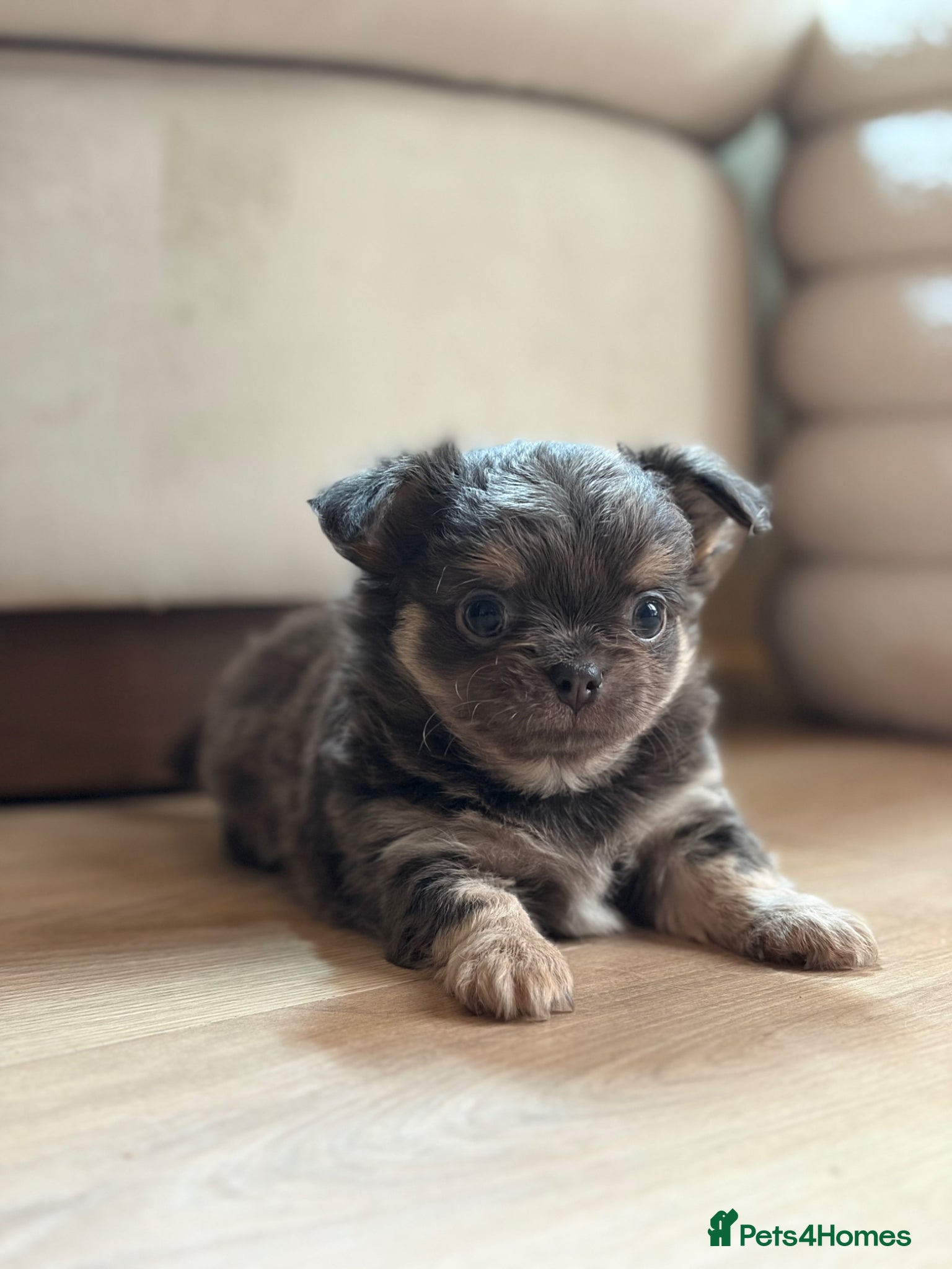 Chihuahua dogs 2 BOYS LEFT 😍😍 KC chihuahua puppies  - Advert 14