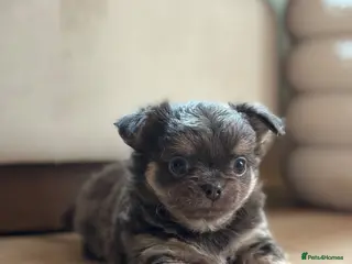 Chihuahua dogs 2 BOYS LEFT 😍😍 KC chihuahua puppies - Advert 14