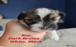Lhasa Apso dogs for sale: Beauitiful Pure Breed Lhasa Apso - Image 9