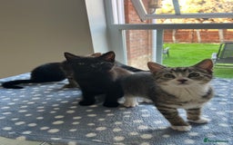 Mixed Breed cats for sale: 4 x Beautiful Adorable Kittens *Ready Now* - Image 29