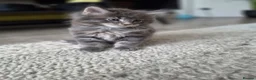 Maine Coon cats for sale: MAINE COON BOY LAST ONE  - Advert 7