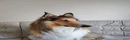 Rough Collie dogs for sale: Rough Collie in Houghton le Spring - Advert 2